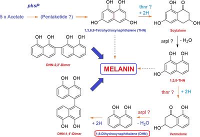 In silico Prediction, Characterization, Molecular Docking, and Dynamic Studies on Fungal SDRs as Novel Targets for Searching Potential Fungicides Against Fusarium Wilt in Tomato